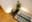 preload