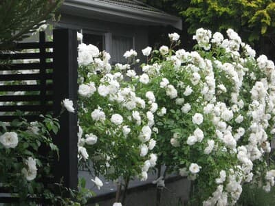 Stylish Home Burnside photo 1