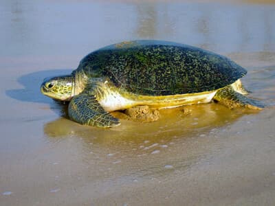 Enjoy Turtle Paradise in Sri Lanka photo 1
